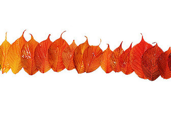Transformation-Autumn-Leaves.jpg
