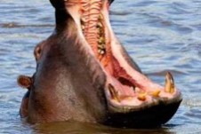 Yawning-Hippo-227x300.jpg