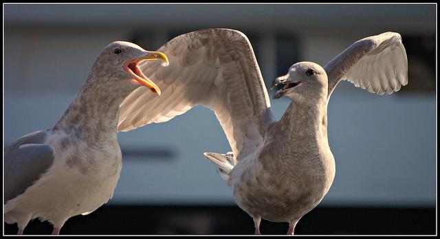 Seagulls talking