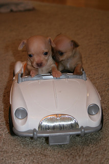 Two puppies driving white toy car