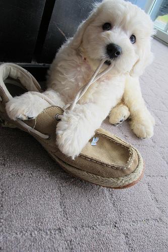 Puppy chewing slipper