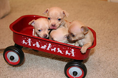 Puppy litter in red wagon