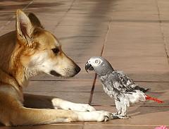 Dog and bird face off