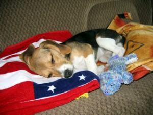 4th of july dog napping