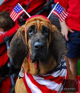 4th of july patriotic dog