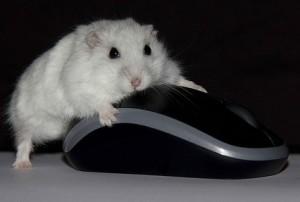 Mouse with computer mouse