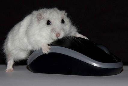 Mouse with computer mouse