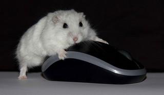 Mouse with mouse