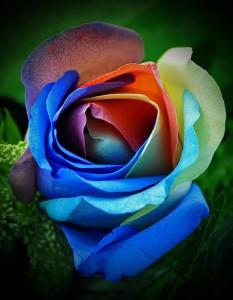 Rose-by-any-other-color-233x300.jpg