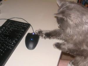 Cat with computer mouse