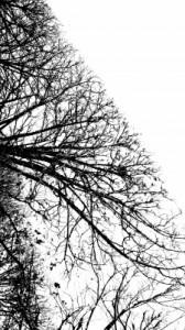 Withering-Tree-168x300.jpg