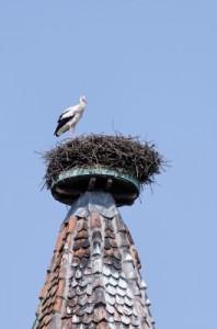 Stork nesting on wagon wheel