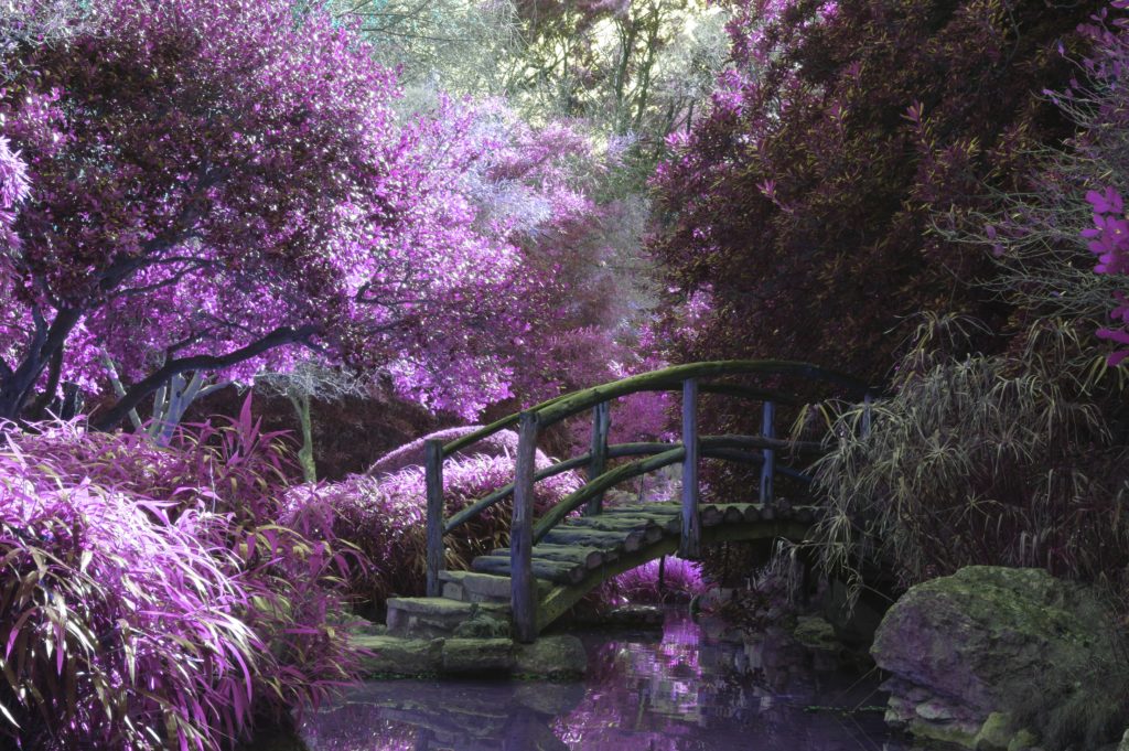 PurpleFlowersJapaneseBridge