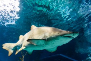 Major Gift Fundraising Lessons from TV's "Shark Tank"