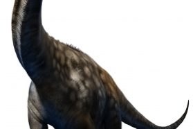 Argentinosaurus Juvenile dinosaur