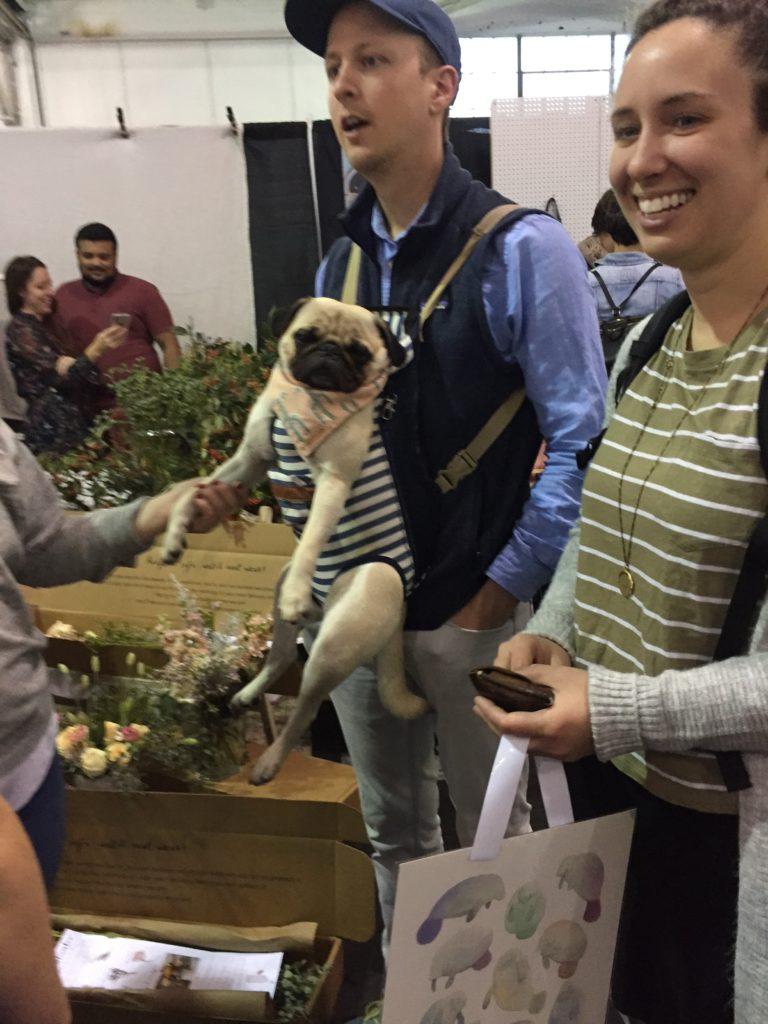 Pug in a baby pack