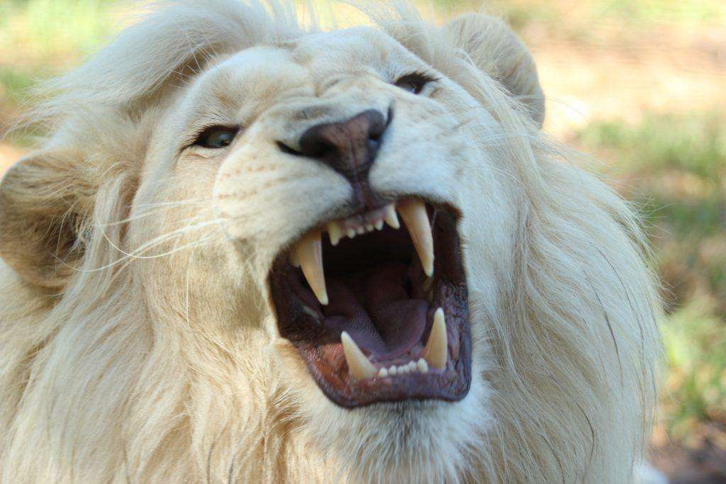 roaring lion