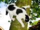 cat in tree