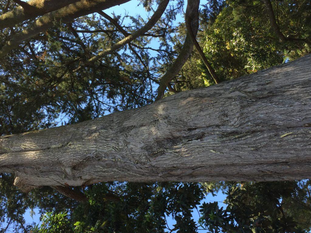 Monterey Cypress, California native