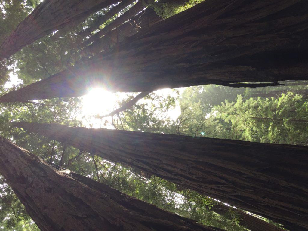 Tall trees, Muir Woods, California