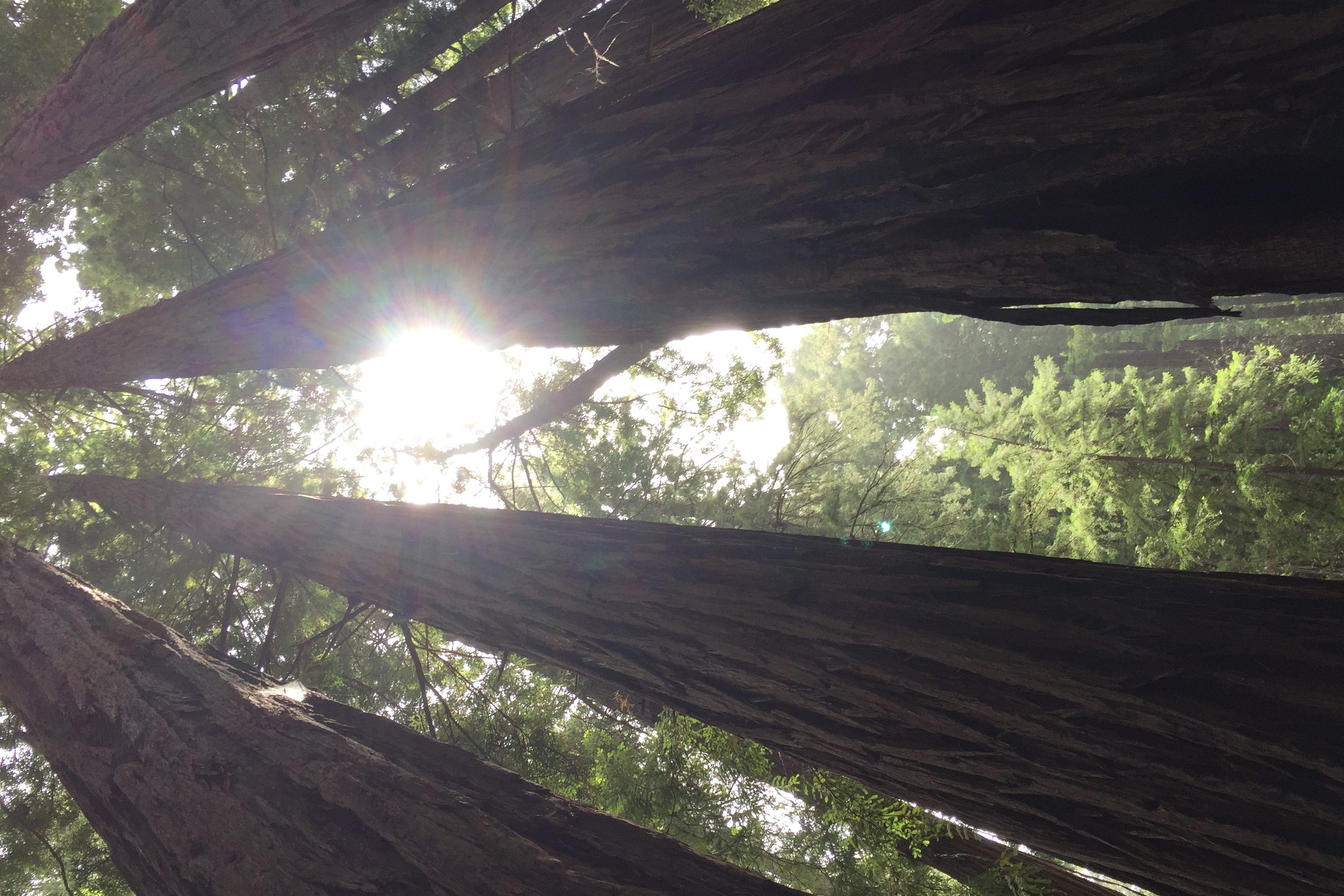 Tall trees, Muir Woods, California