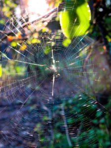 Photo of a cobweb