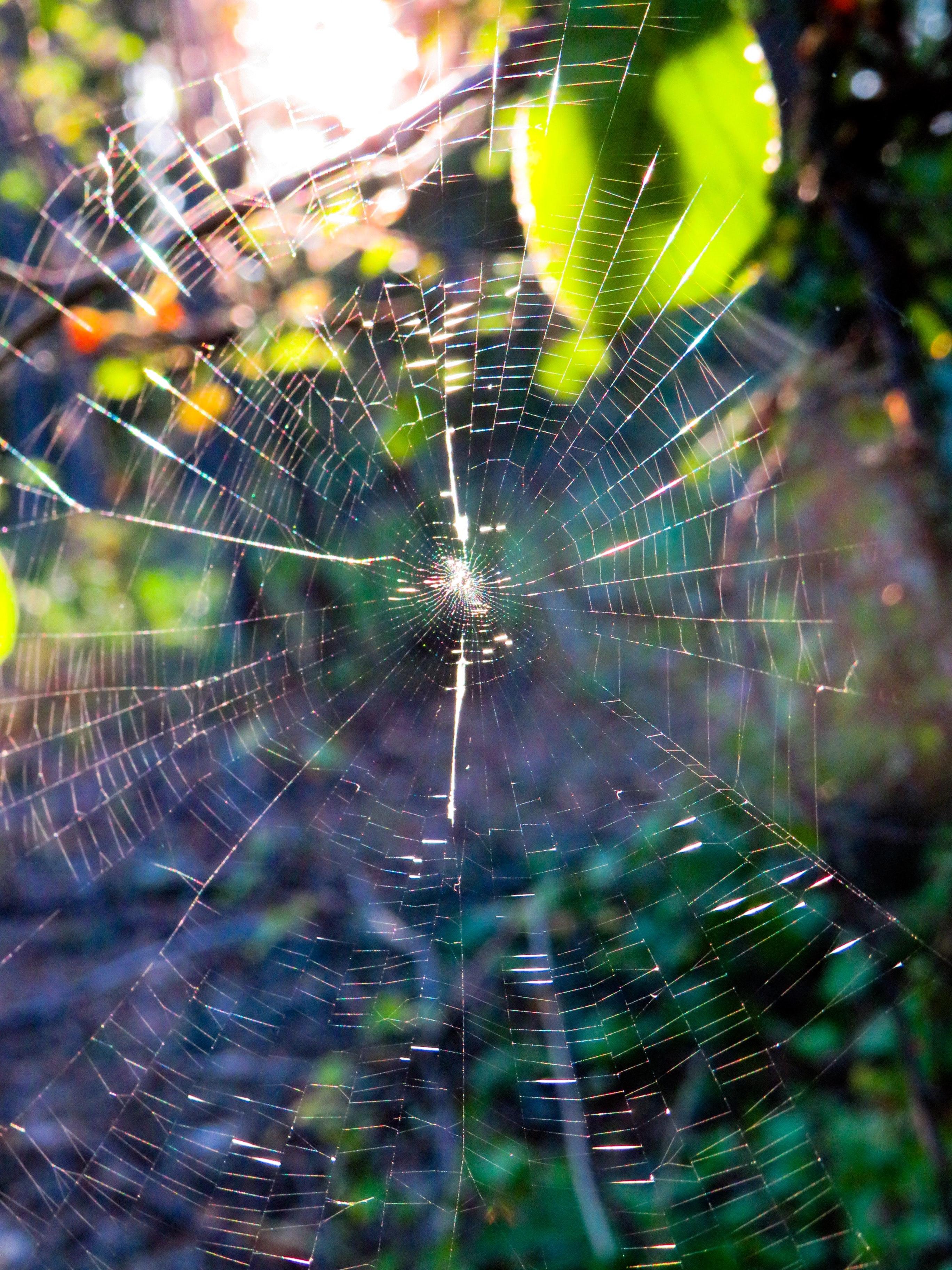 Photo of a cobweb