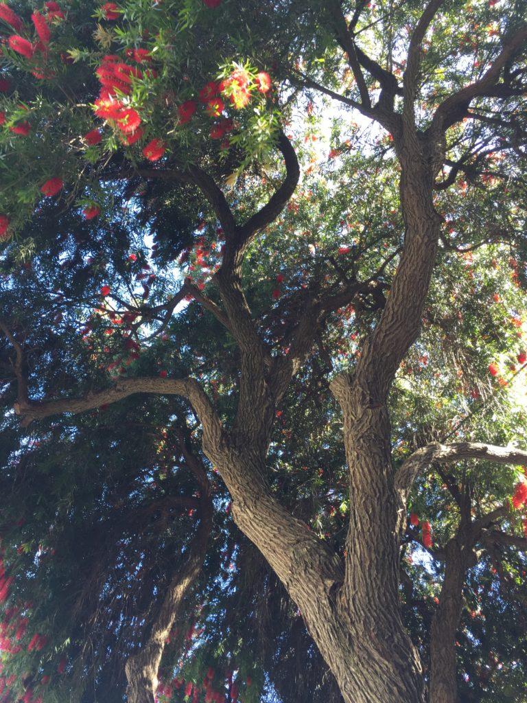 Peruvian Pepper Tree, San Francisco