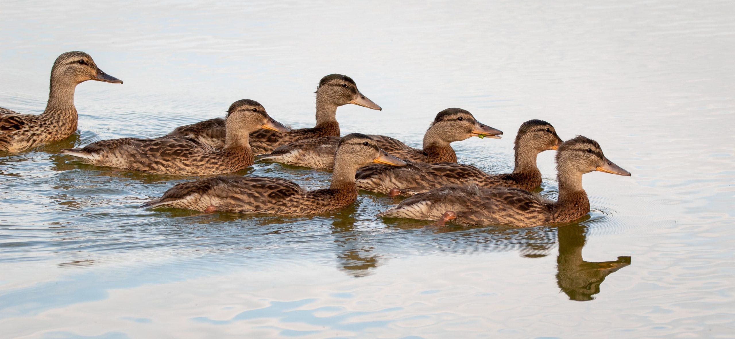 ducks in a row, swimming