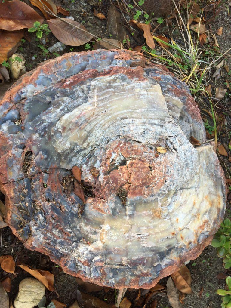 Petrifiedd stump