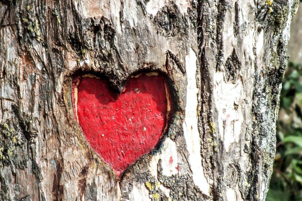Heart carved into tree