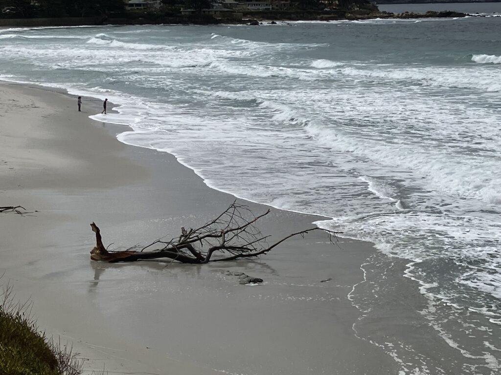 Fallen branch greets the sea.