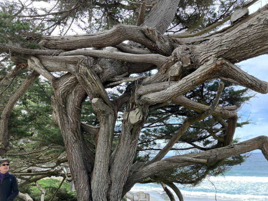 Self-entwining Cypress
