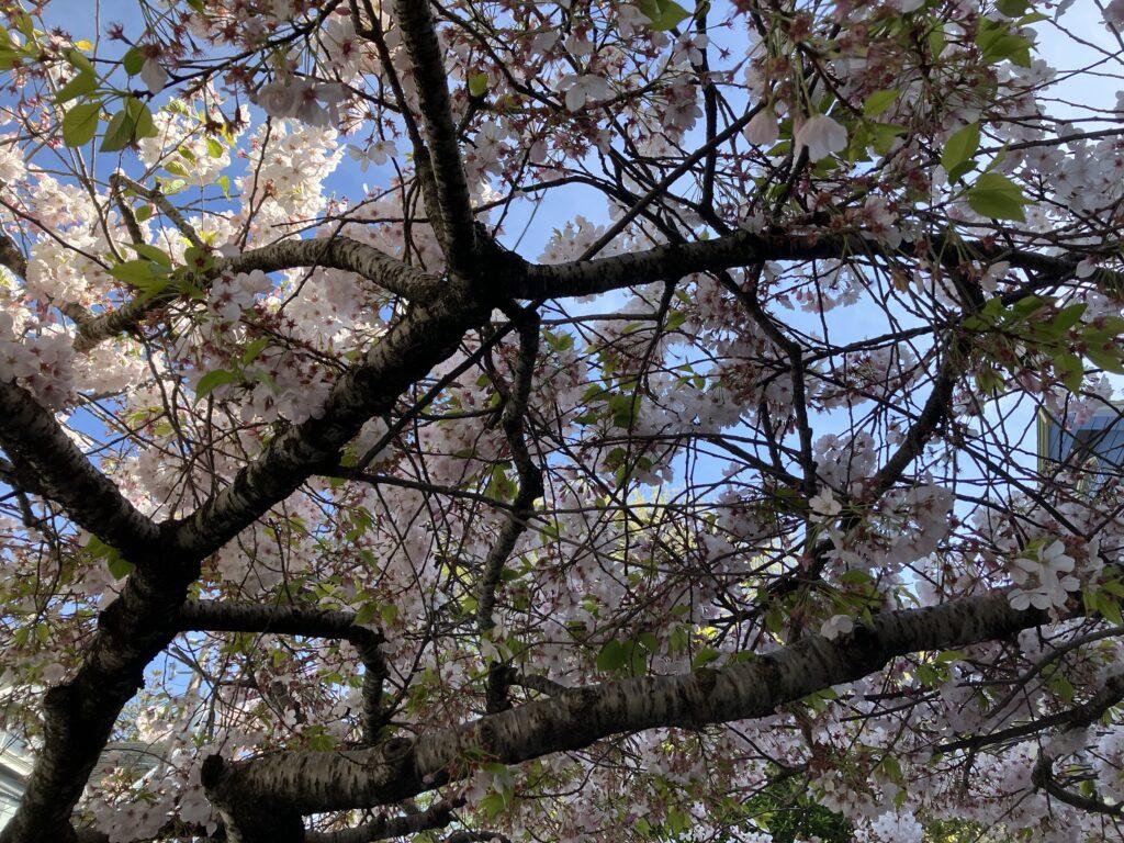 Spring blossoming tree in San Francisco