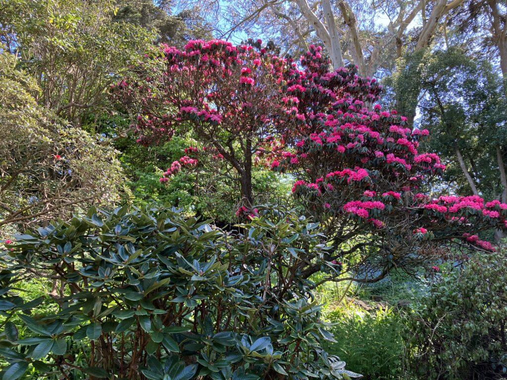Spring blossoming tree, Golden Gate Park