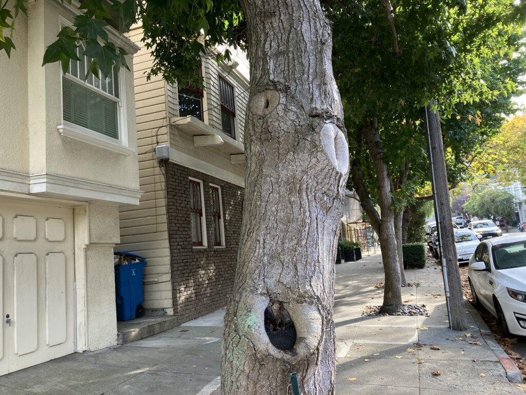 Anthropomorphic street tree, San Francisco