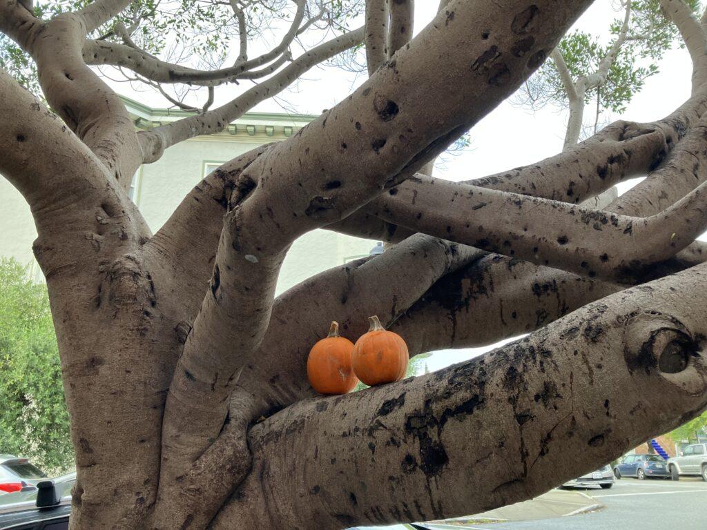Tree with pumpkins nesting.