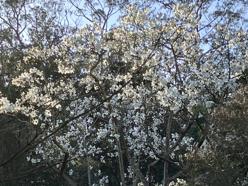 Cherry blossoms. Or plum? San Francisco February.