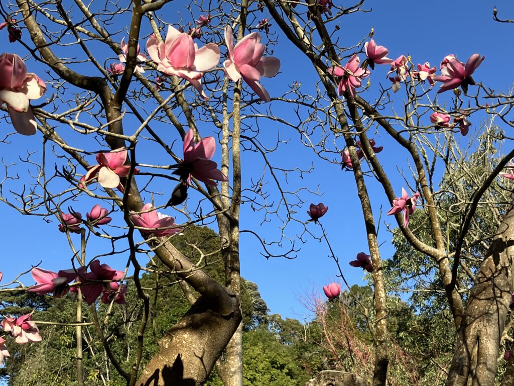 Blossoming Magnolia, San Francisco February