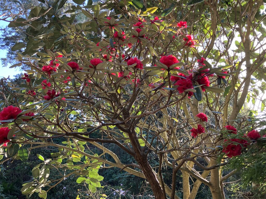 Golden Gate Park San Francisco -- Springing forth in February with red blooms!