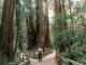 Muir Woods California pathway fork