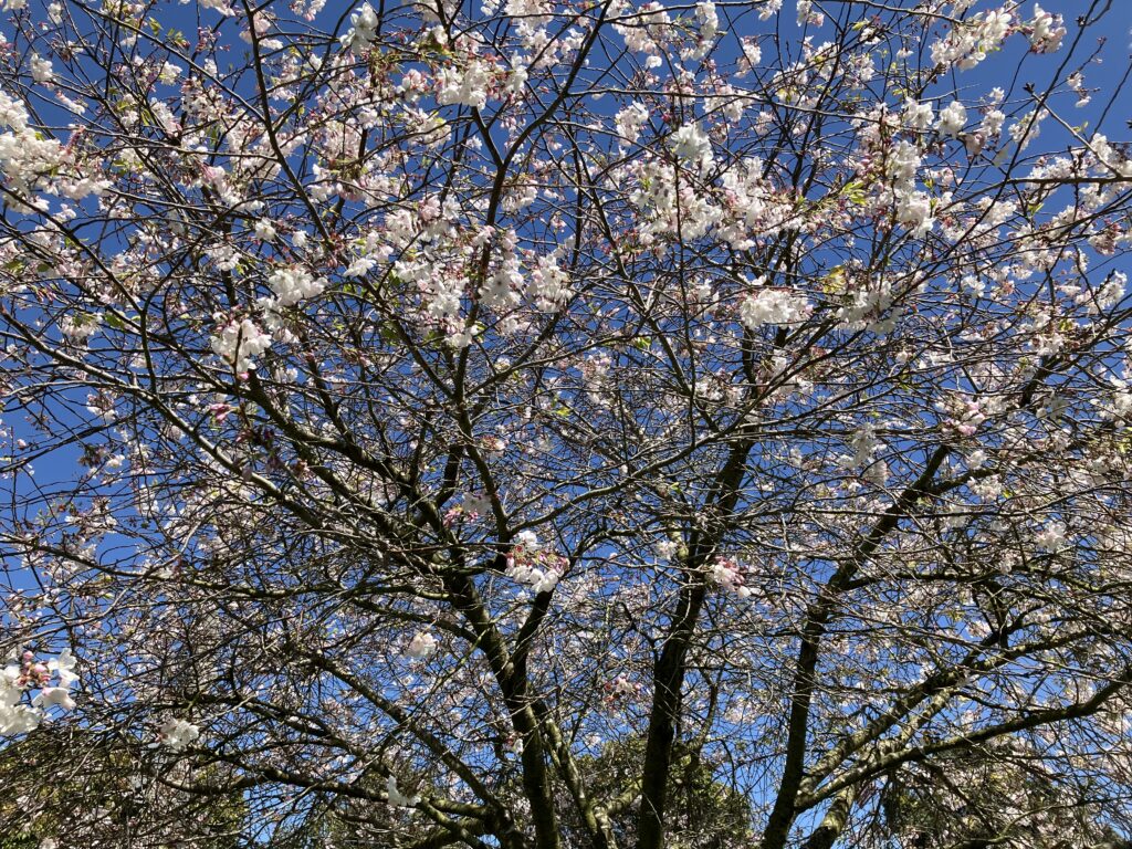 Blossoming spring tree, San Francisco
