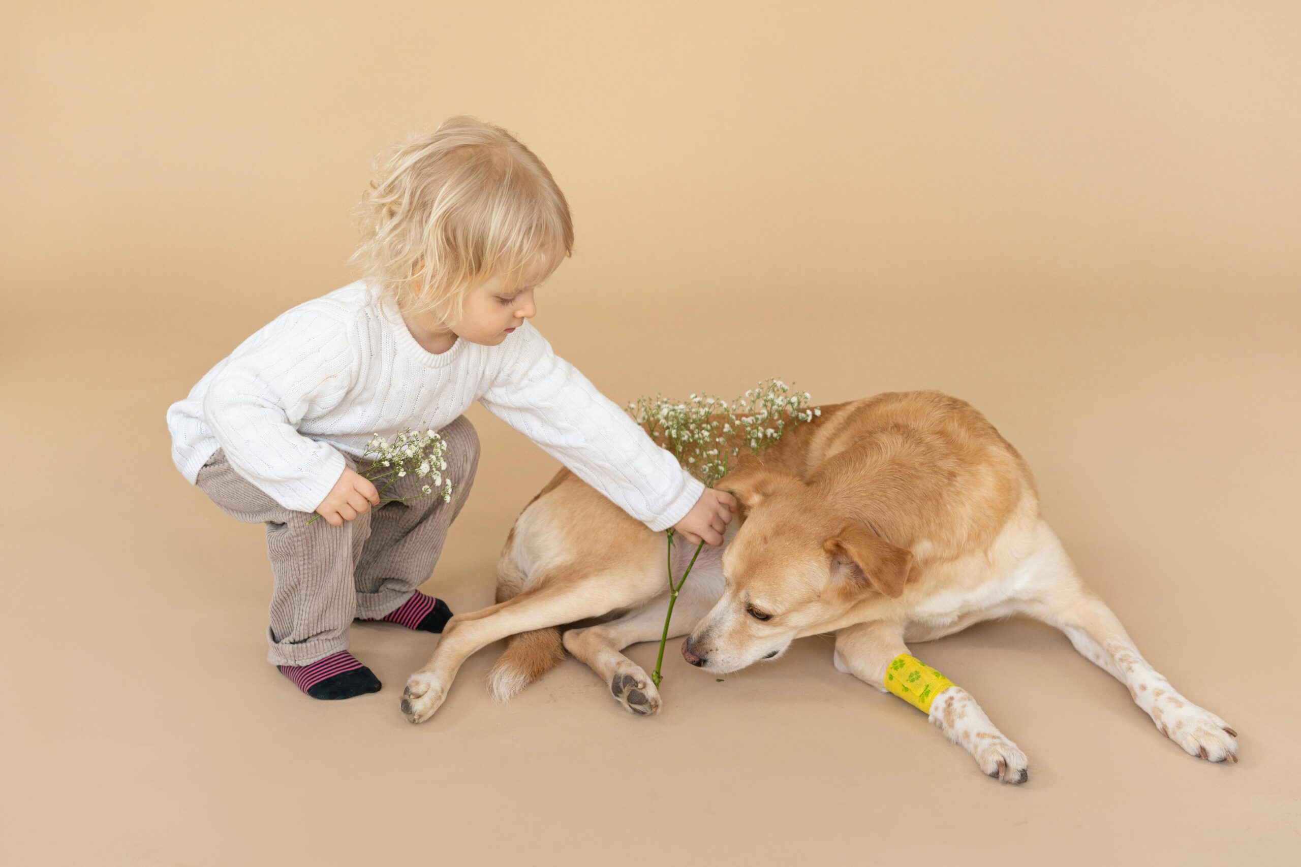 Child giving flowers to dog.