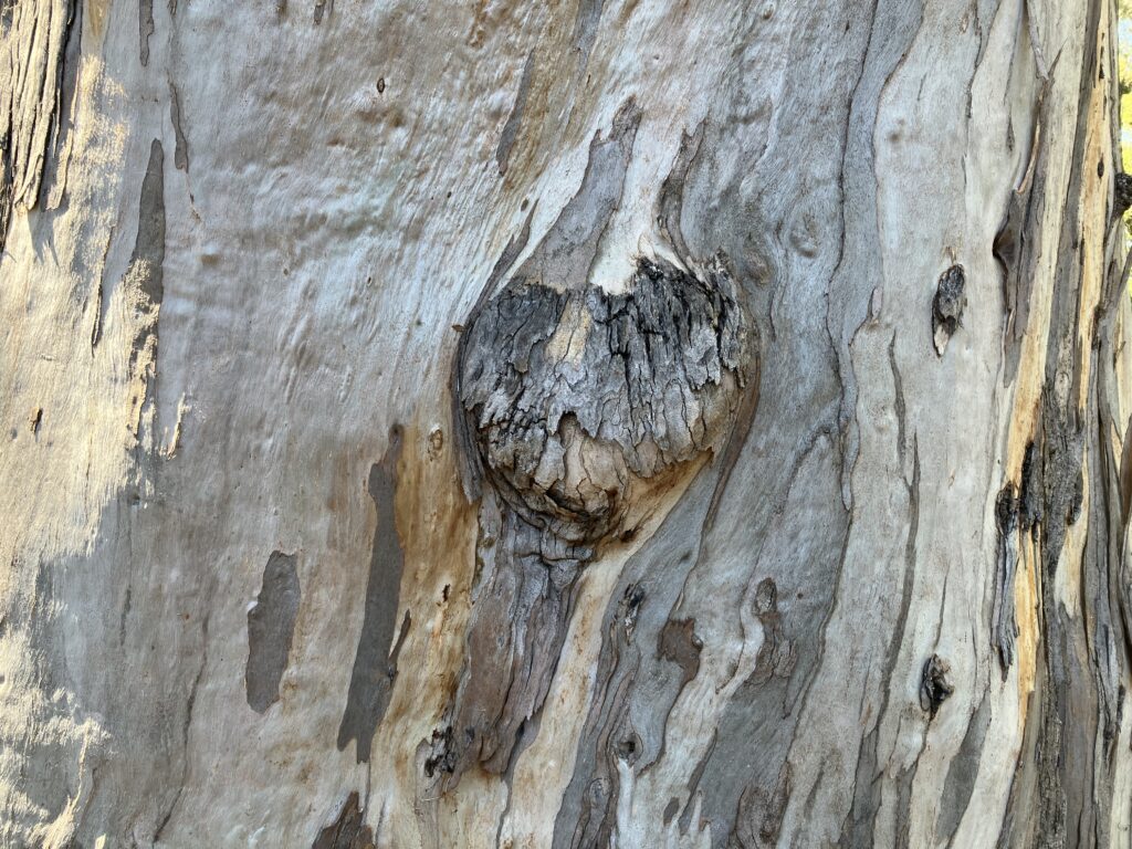 Tree trunk heart