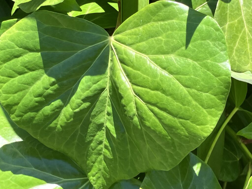 Heart-shaped ivy leaf