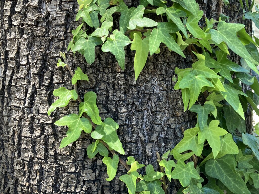 Natural ivy heart on a tree trunk