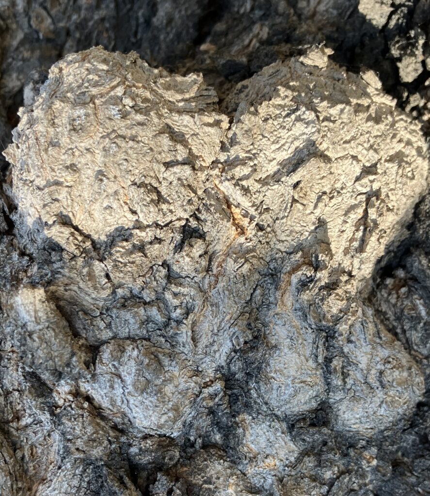 Amazing, gnarly, heart-shaped tree growth.