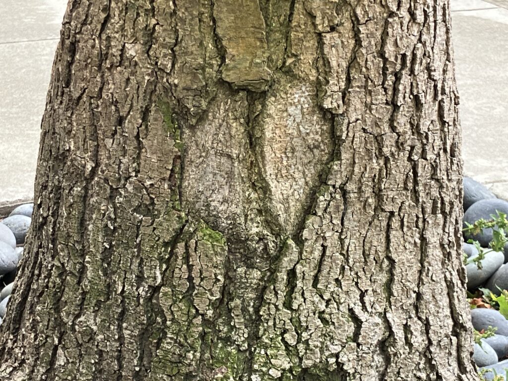 Heart carving on a tree. Or is this nature's work?