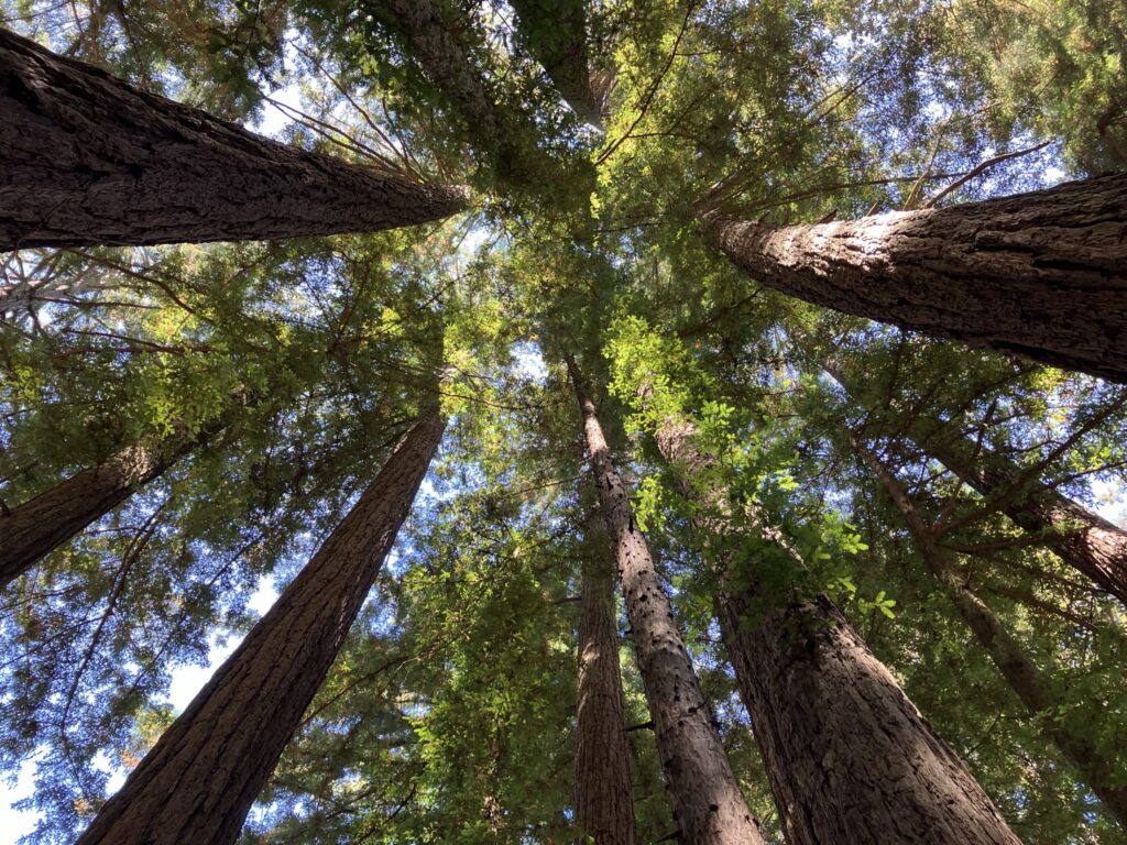 Amazing, naturally occuring circle of soaring redwoods.