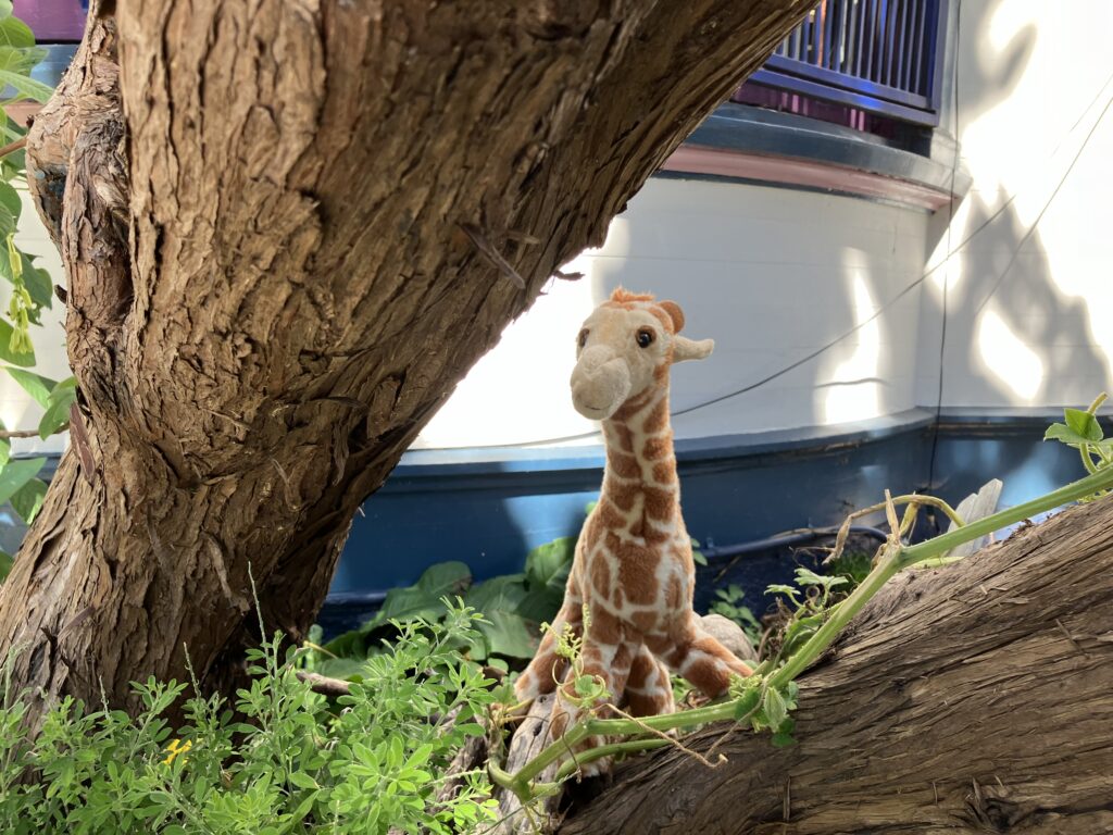 Urban safari: Giraffe lurking in the bushes.